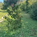 Vacationhome In The Vineyards